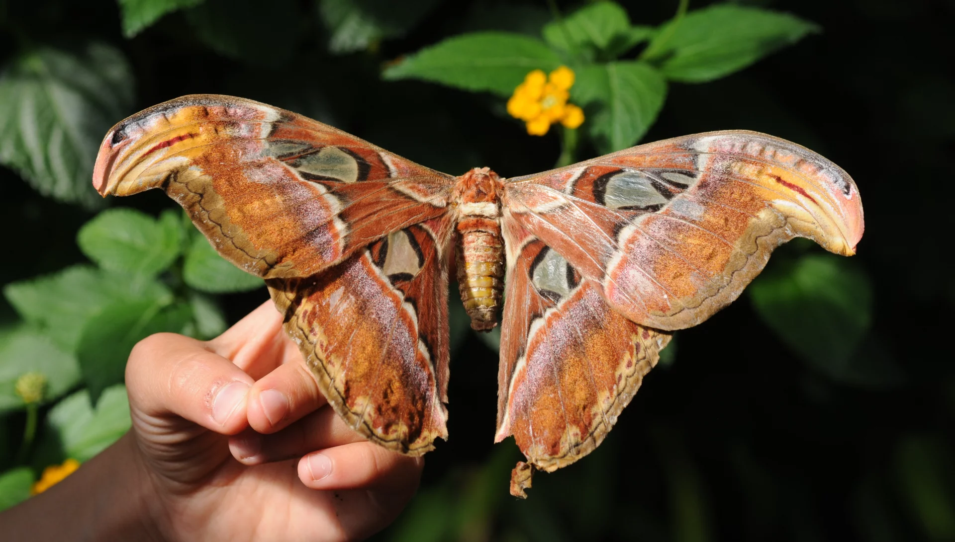 Pawica Atlas Pawica Atlas