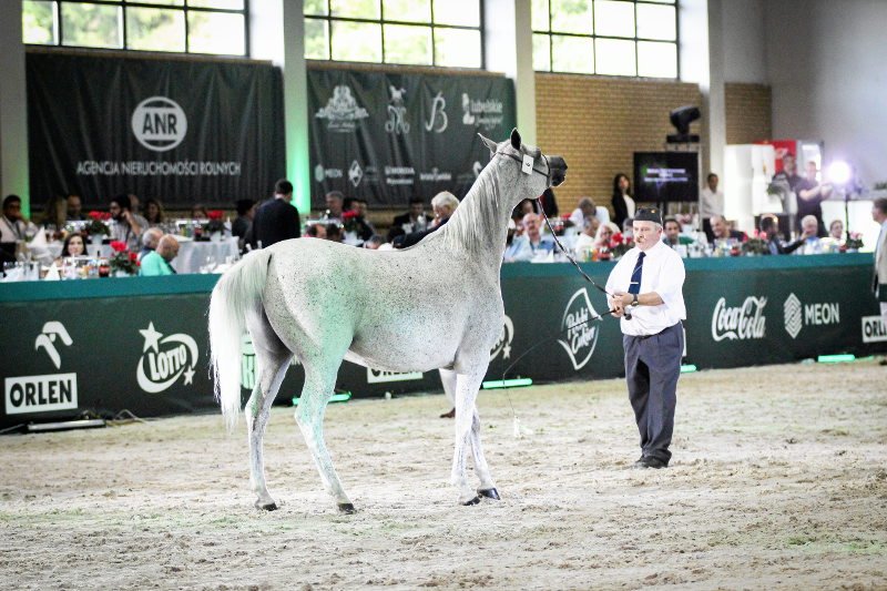 Wyniki aukcji w Janowie Podlaskim dobitnie świadczą o tym, jak straciła ona na prestiżu.