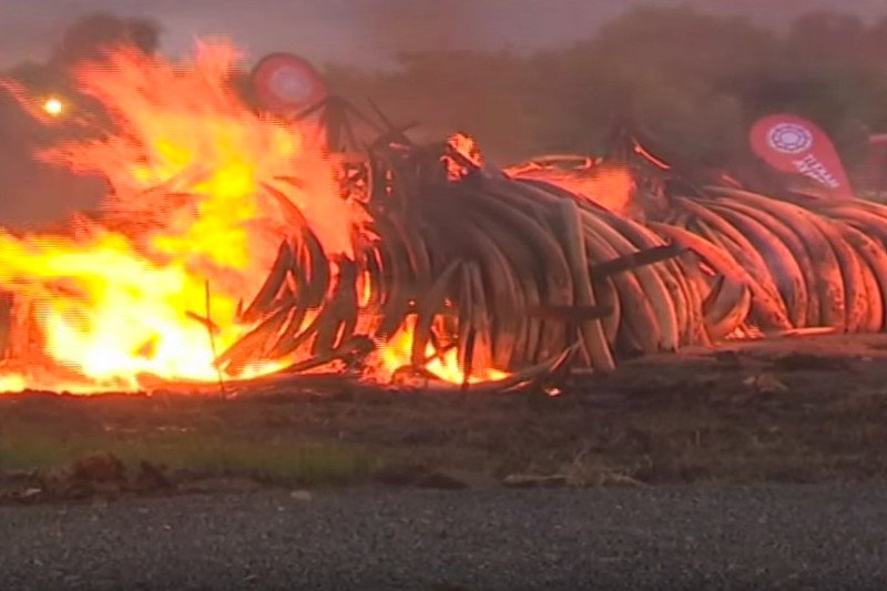 Prezydent Kenii nakazał spalenie stosu kości, kłów i rogów rzadkich zwierząt. 170 mln dolarów poszło z dymem