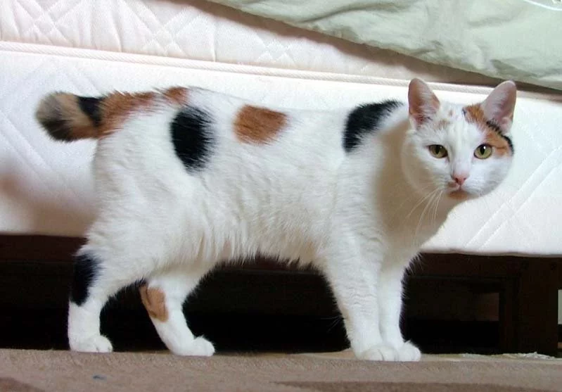 Japoński bobtail Japoński bobtail