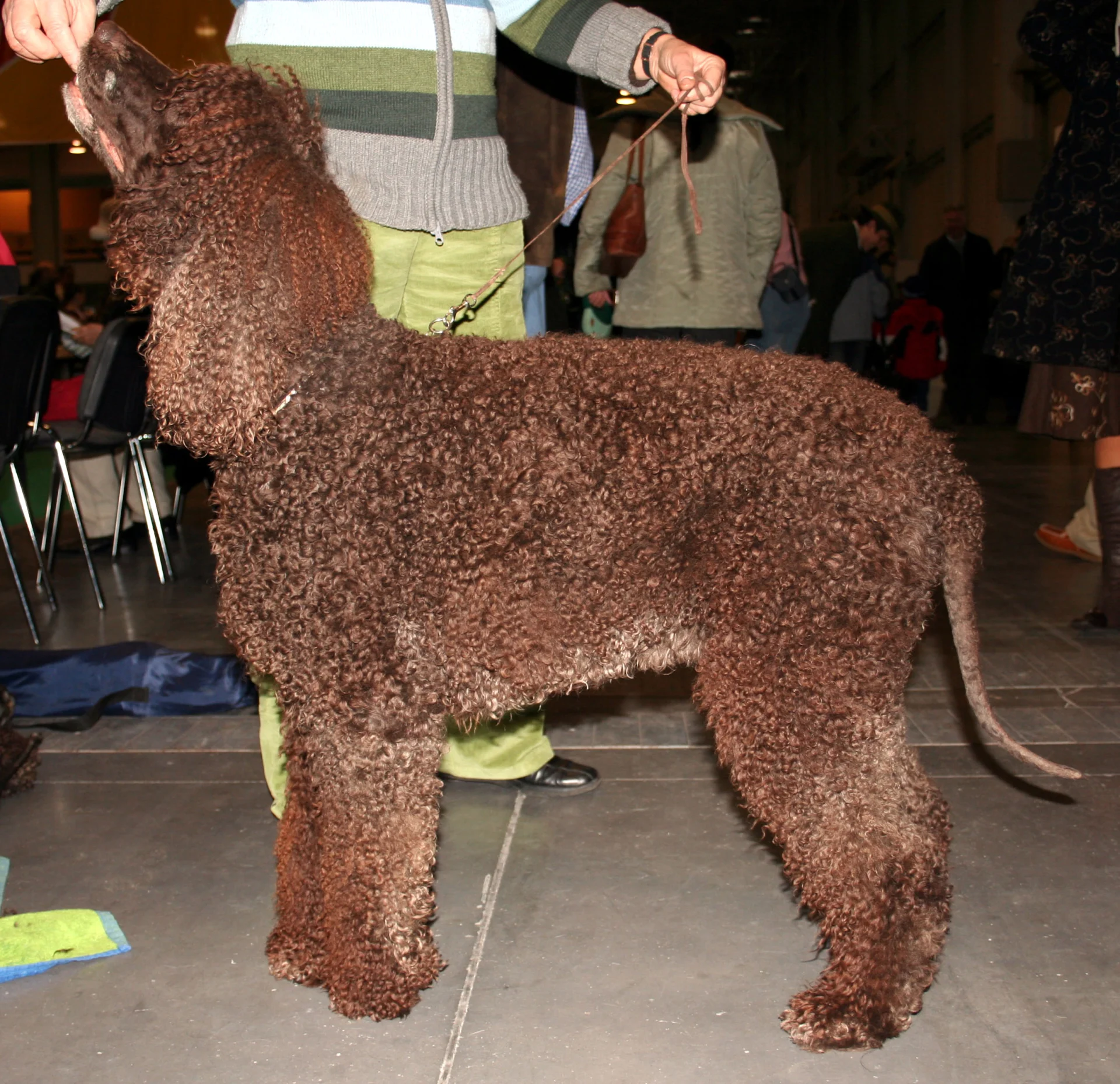 Irlandzki spaniel wodny