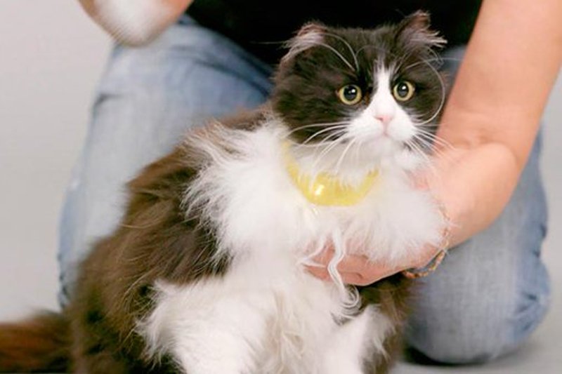 Obroża Catterbox pozwala przełożyć koci "język" na komunikaty zrozumiałe dla człowieka