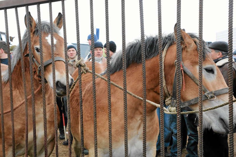 Zarobaczone, zawszone konie, brodzące w gnoju w ciasnym boksie - tak trzymał zwierzęta Franciszek G. z Modrzycy.