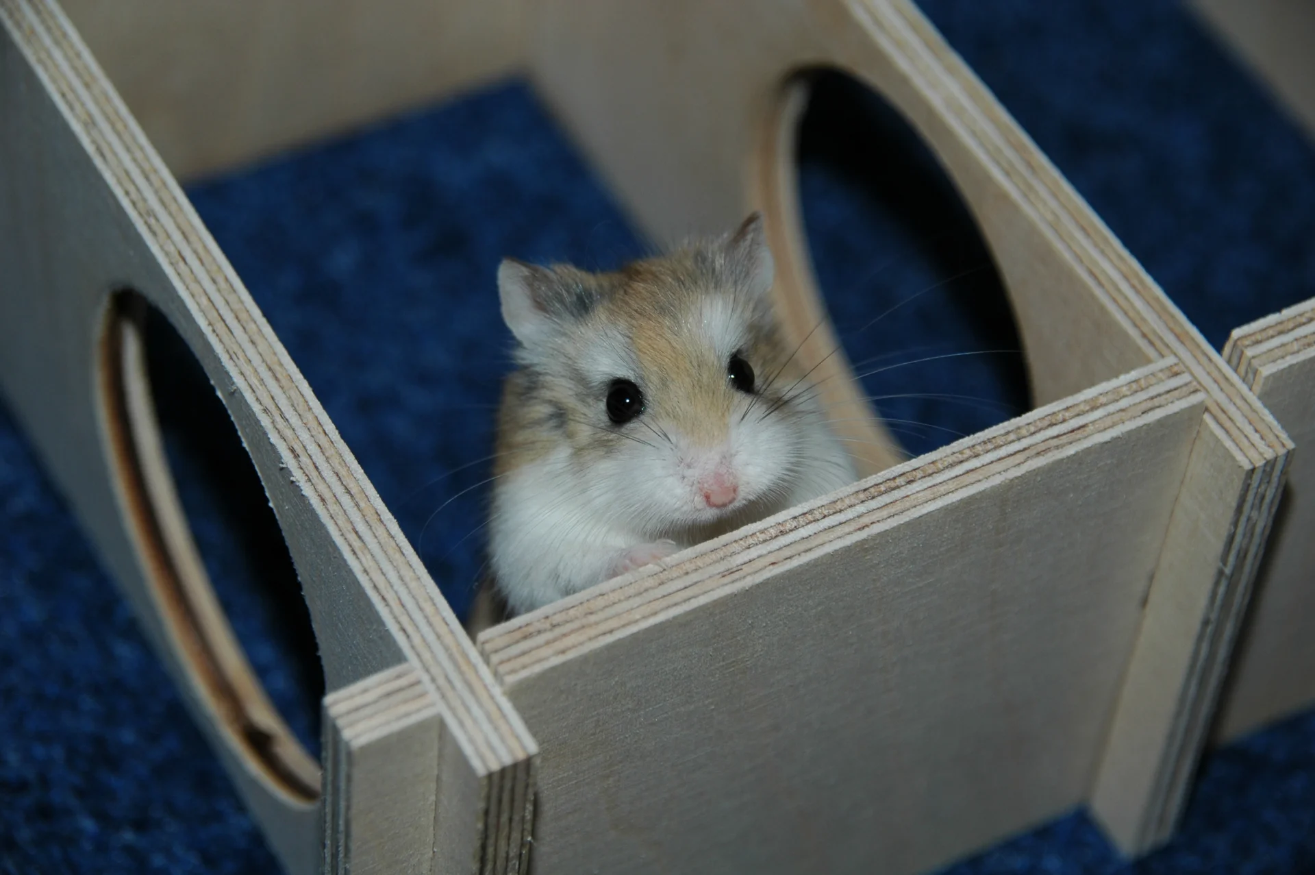 Chomik  Roborowskiego