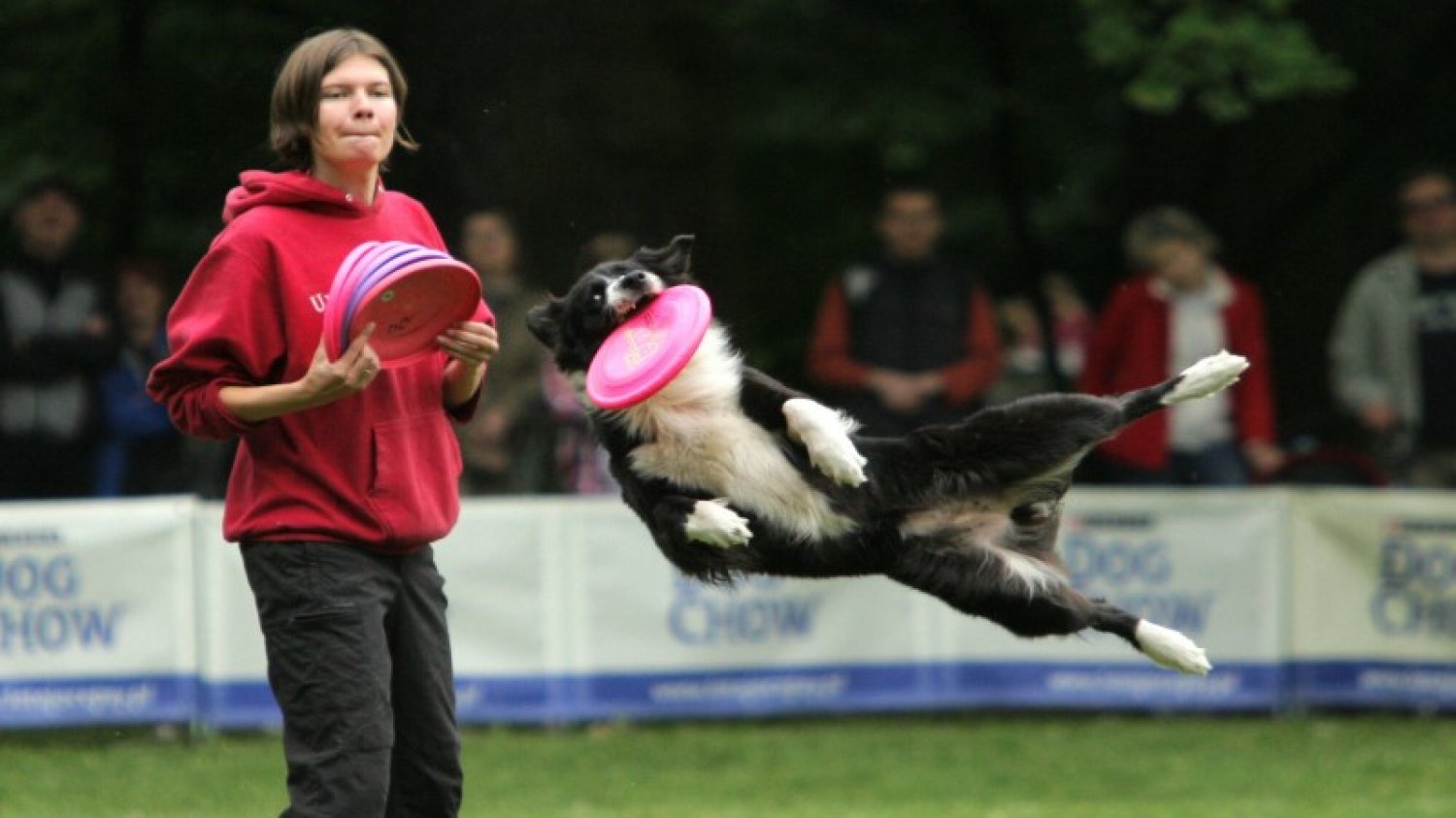 Dog Chow Disc Cup 2012