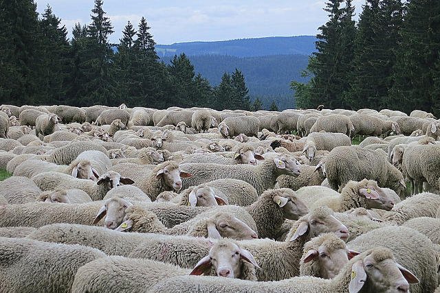 Bezmyślność hodowcy zabiła 53 owce.