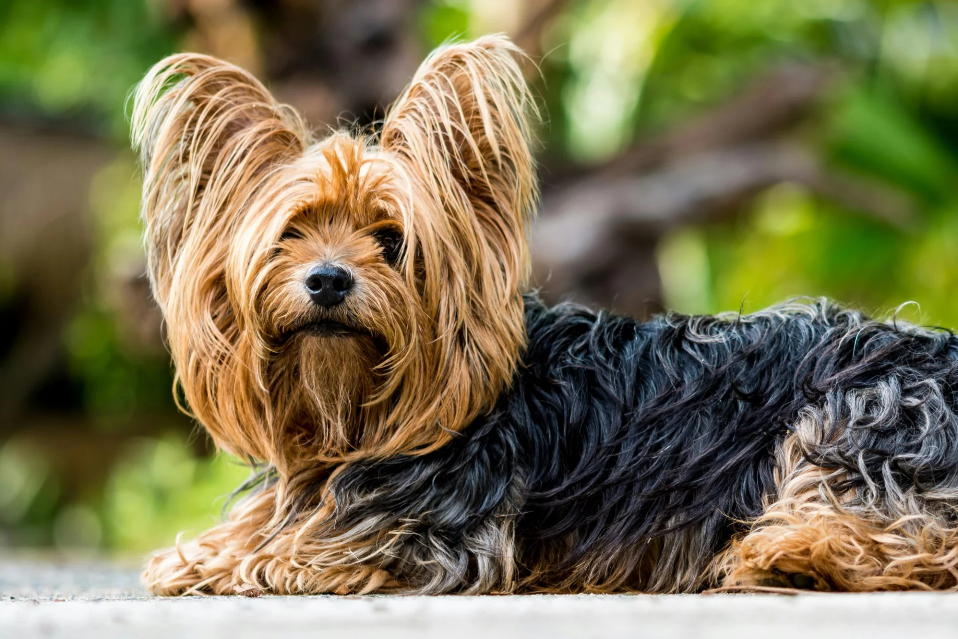 Kudłaty piesek rasy Yorkshire Terrier leży na chodniku i patrzy w obiektyw