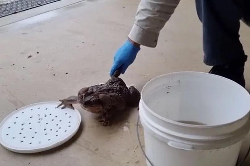 Toadzilla w ośrodku badawczym