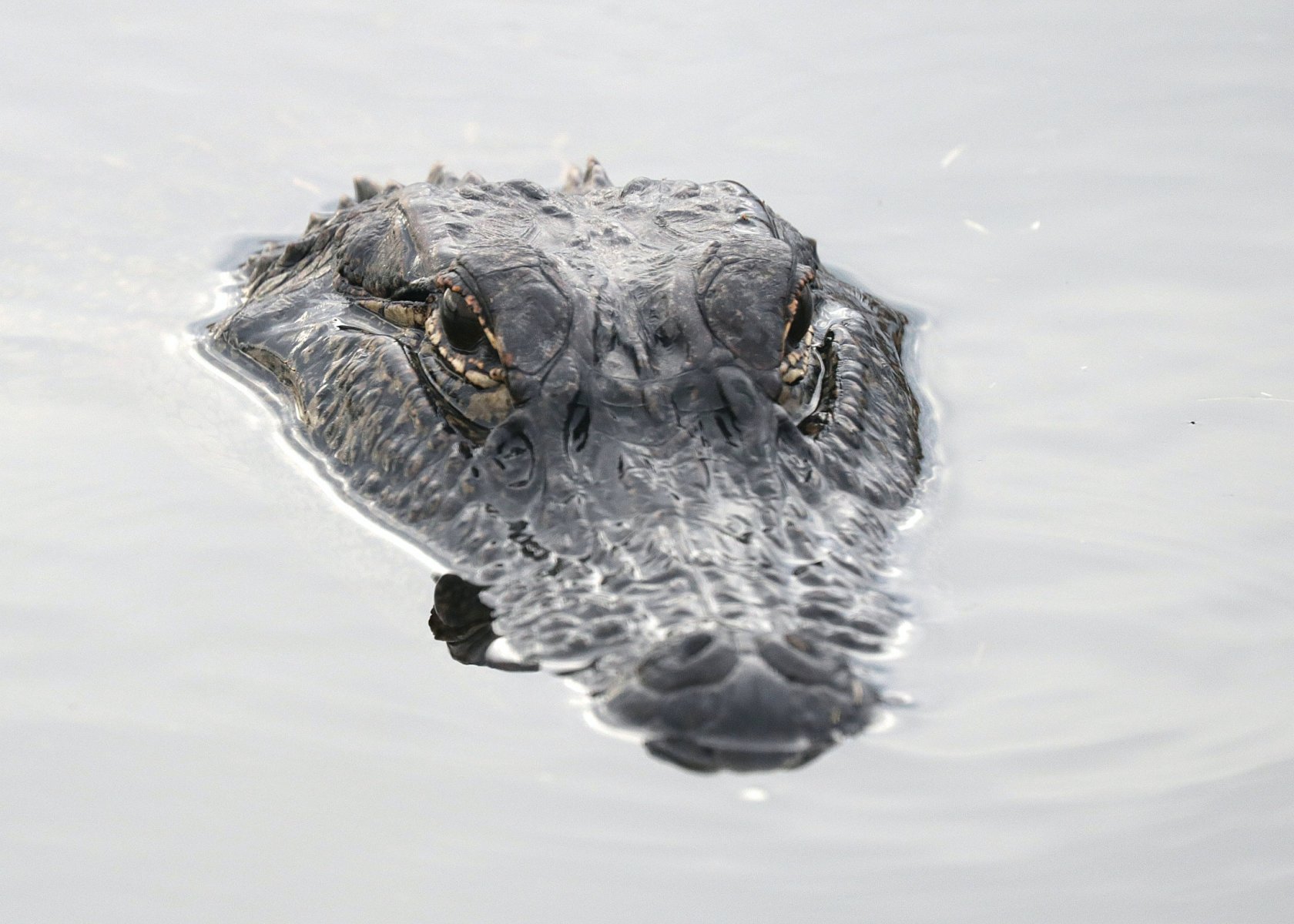 Aligator w Odrze. We Wrocławiu spacerowicze natrafili na krokodyla w rzece