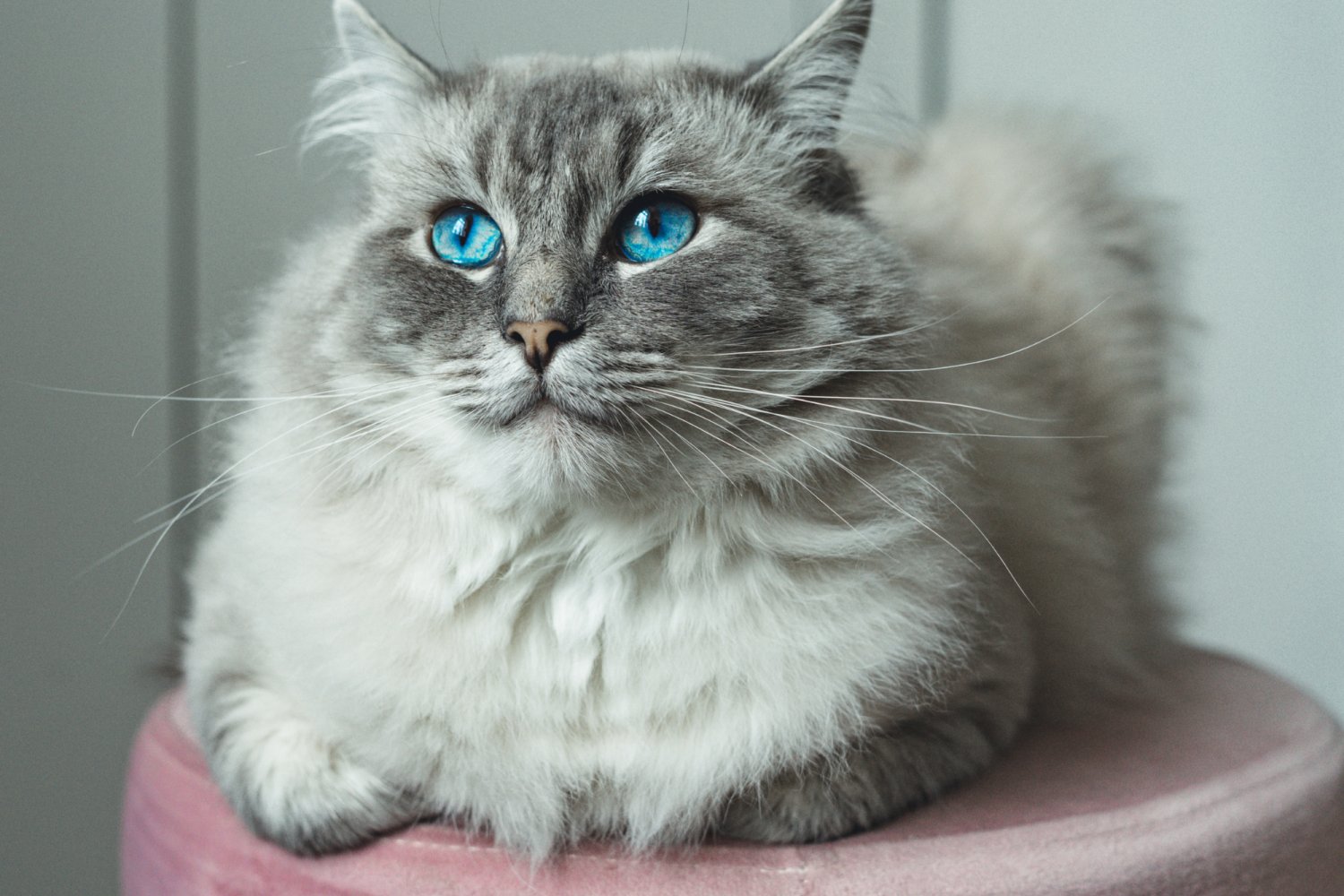 Biało szary kot długowłosy z błękitnymi oczami, siedzi na różowej pufie