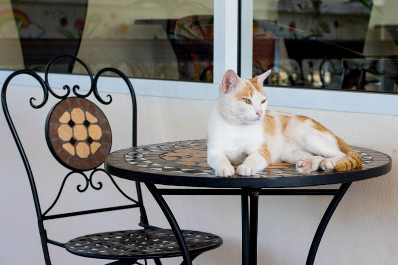 Koty będą rządziły w krakowskiej kawiarni.