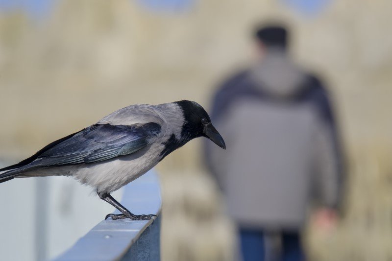 Wrony siwe w okresie lęgowym mogą atakować ludzi