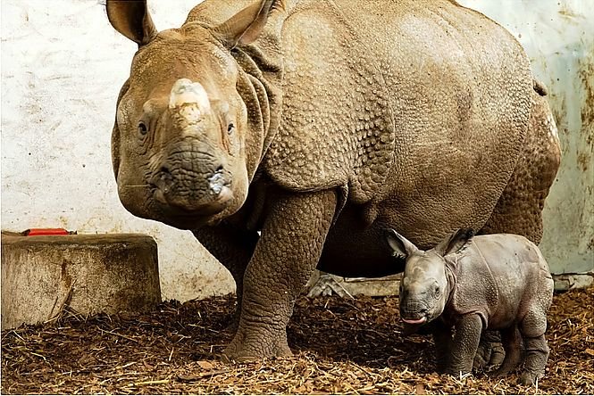 Nosorożec urodził się we wrocławskim ZOO. Sensacyjne narodziny [FOTOGRAFIE]