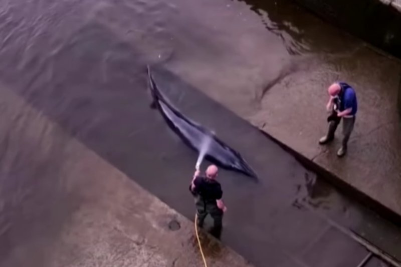 Londyn: Wieloryb uwolniony po utknięciu na mieliźnie wzdłuż Tamizy