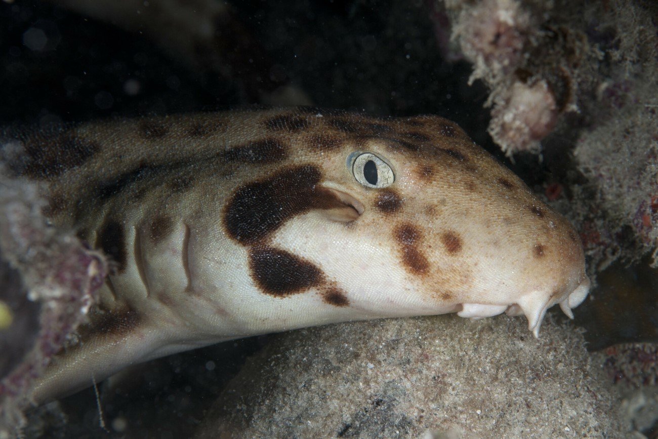 Samica rekina epoletowego ma młode bez samca