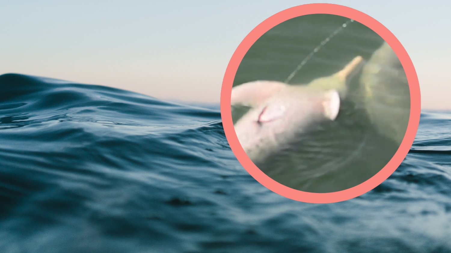 Delfin sikający do góry Woda i delfin