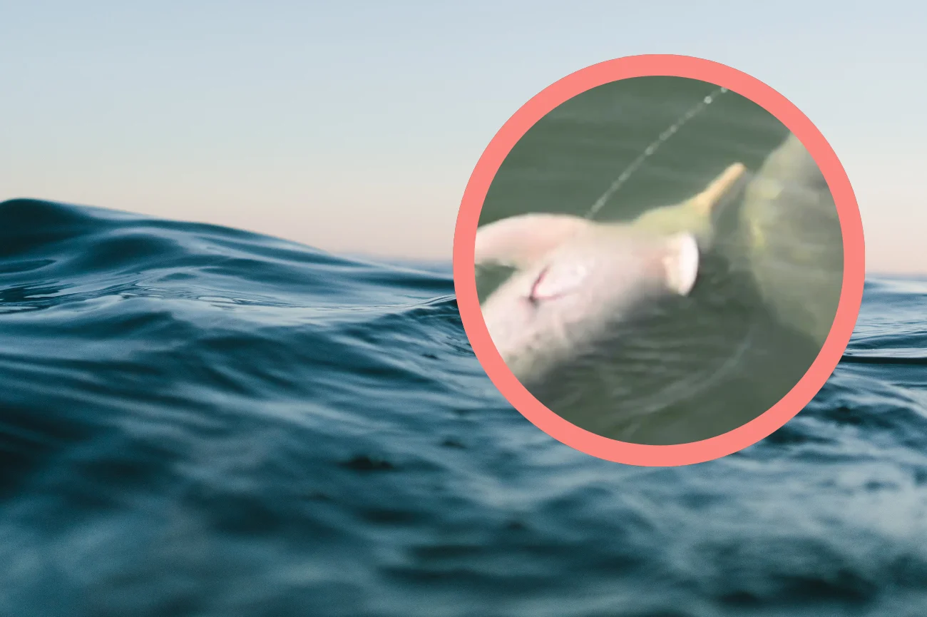 Woda i delfin