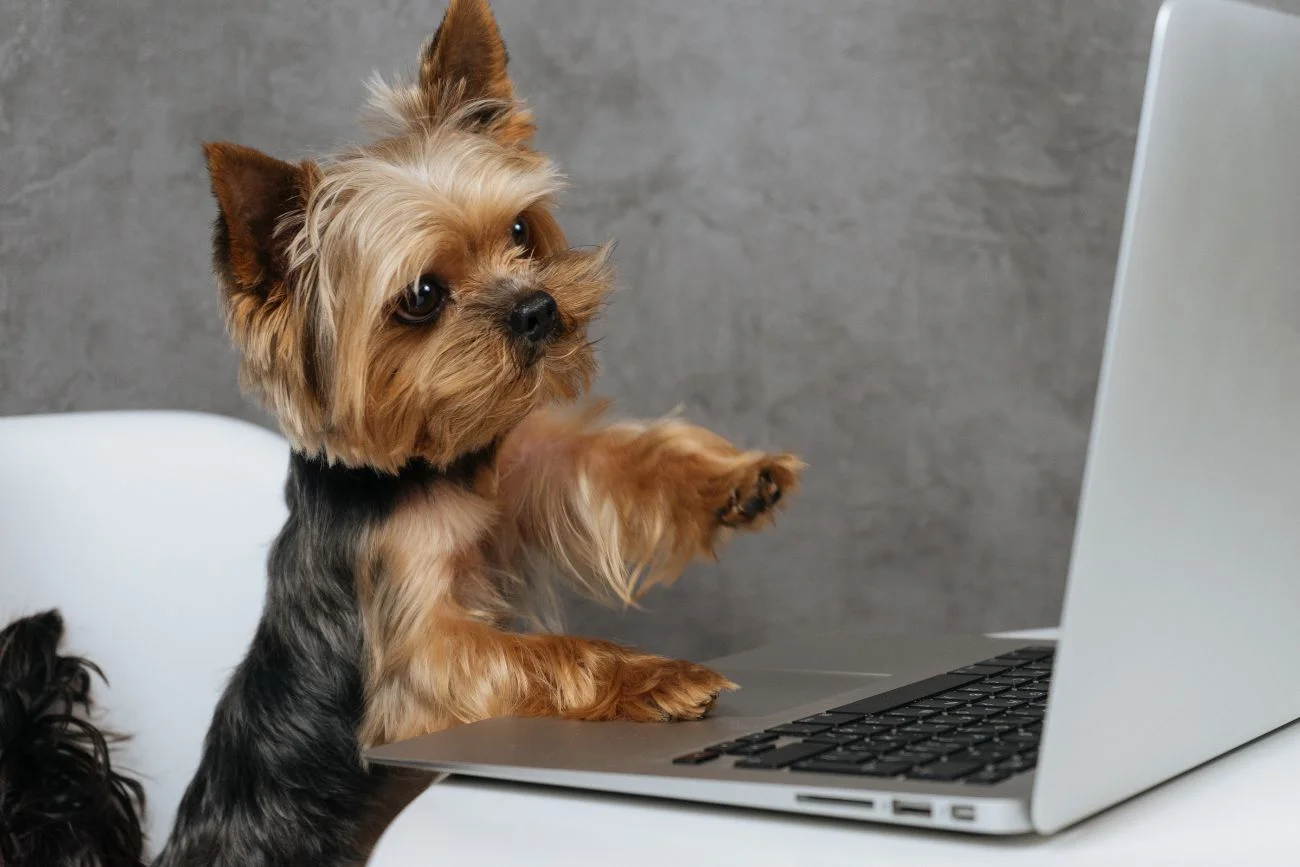 Pies rasy yorkshire terrier przy komputerze