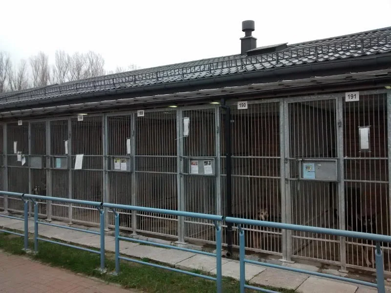 Psy żyją w klatkach pojedynczo albo w parach.