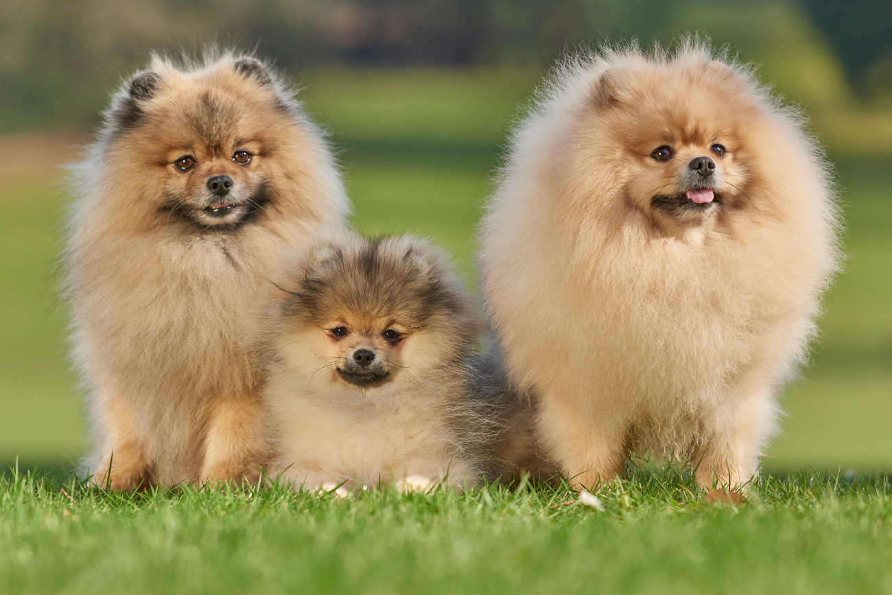 Trzy pomeraniany na trawie