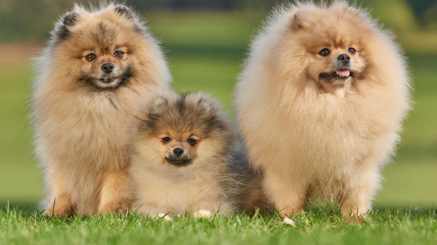 Trzy pomeraniany na trawie