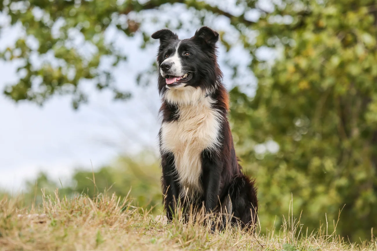Czarno biały border collie na spacerze Czarno biały border collie na trawie
