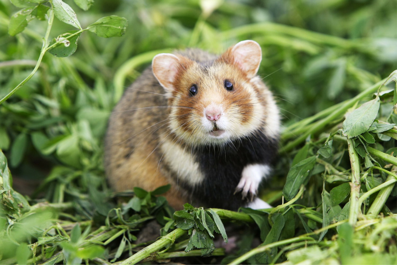 Chomik europejski w trawie