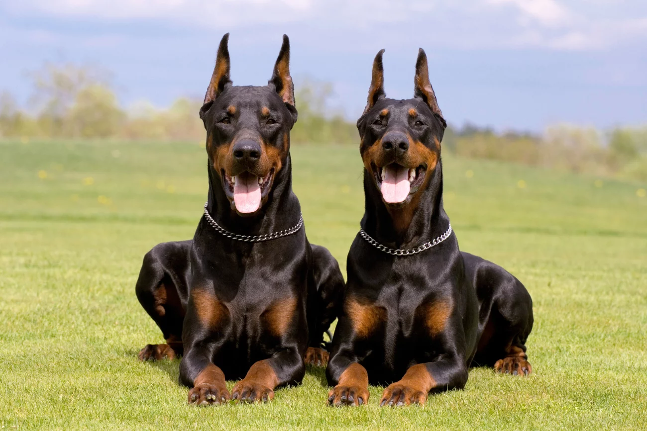 Dobermany Dwa dobermany na trawie