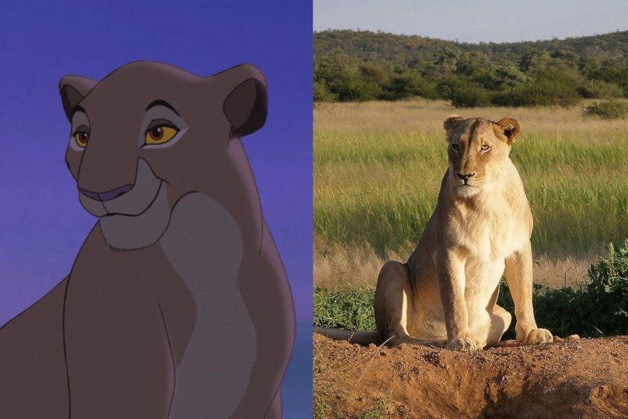 W rzeczywistości życie lewic wygląda nieco inaczej niż mamy Simby w "Królu Lwie"