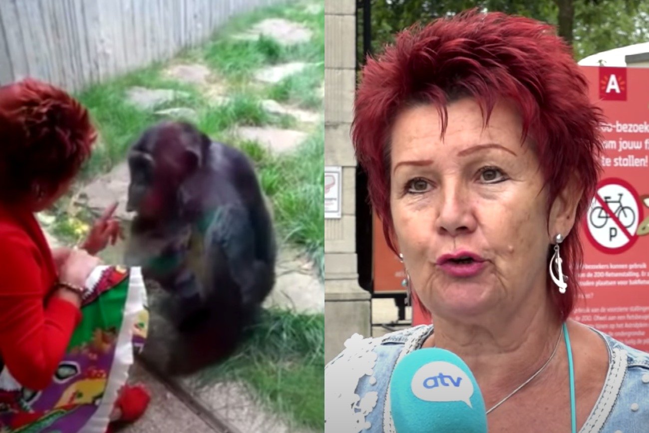 Belgijce zakazano wejścia do zoo przez relację z szympansem.