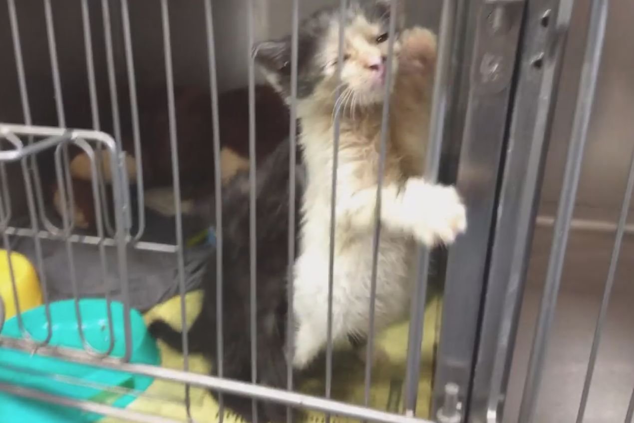 Sytuacja w  schronisku na Paluchu jest dramatyczna