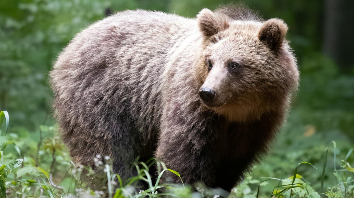 Ile w Polsce jest niedźwiedzi ? Niedźwiedź w środowisku naturalnym