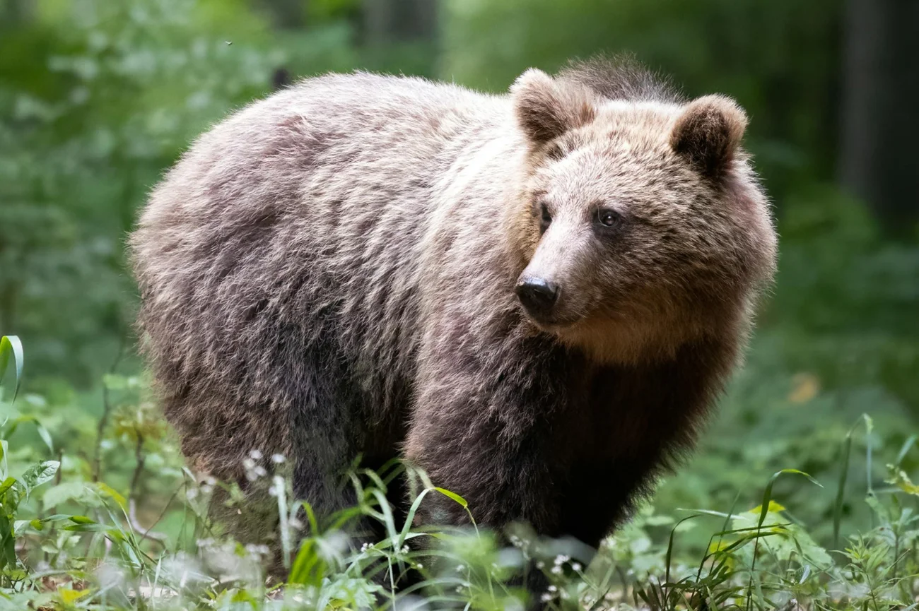 Niedźwiedź w środowisku naturalnym