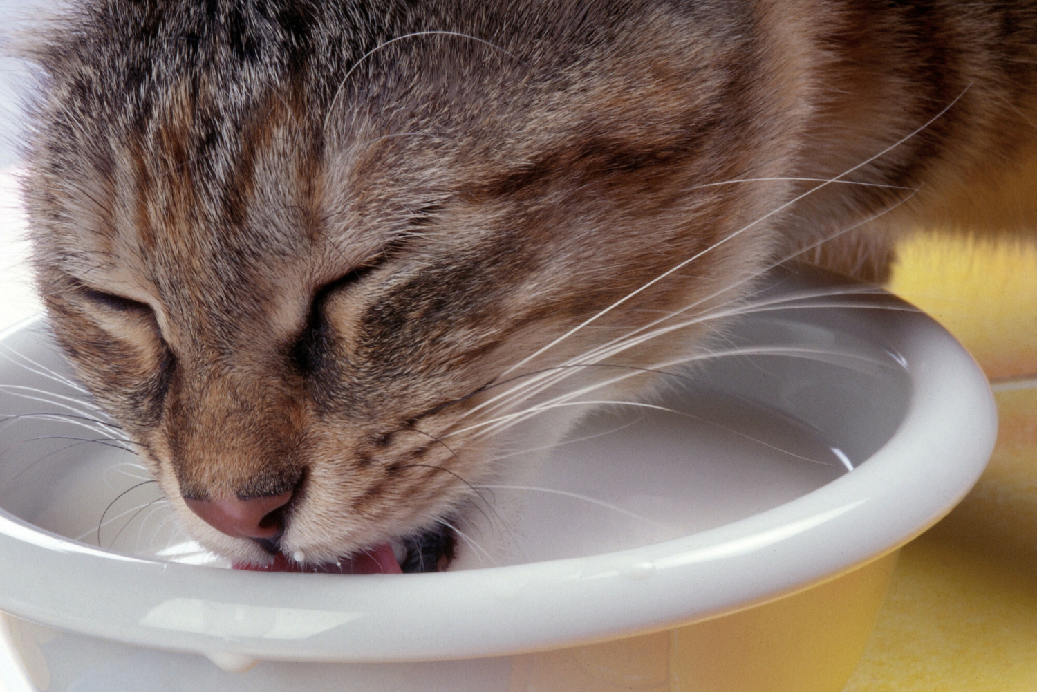 Czy kot może pić mleko? Szary pręgowany kot pije mleko z miski