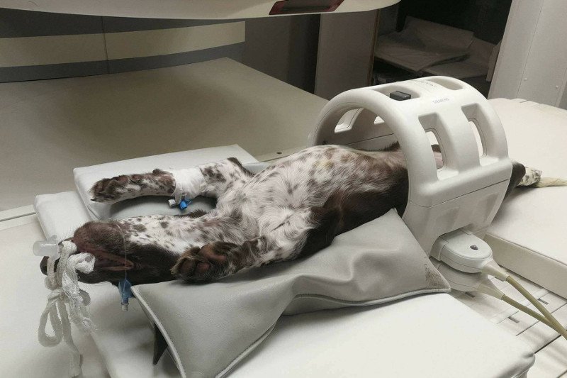 Fijo jest obecnie pod opieką lekarzy.