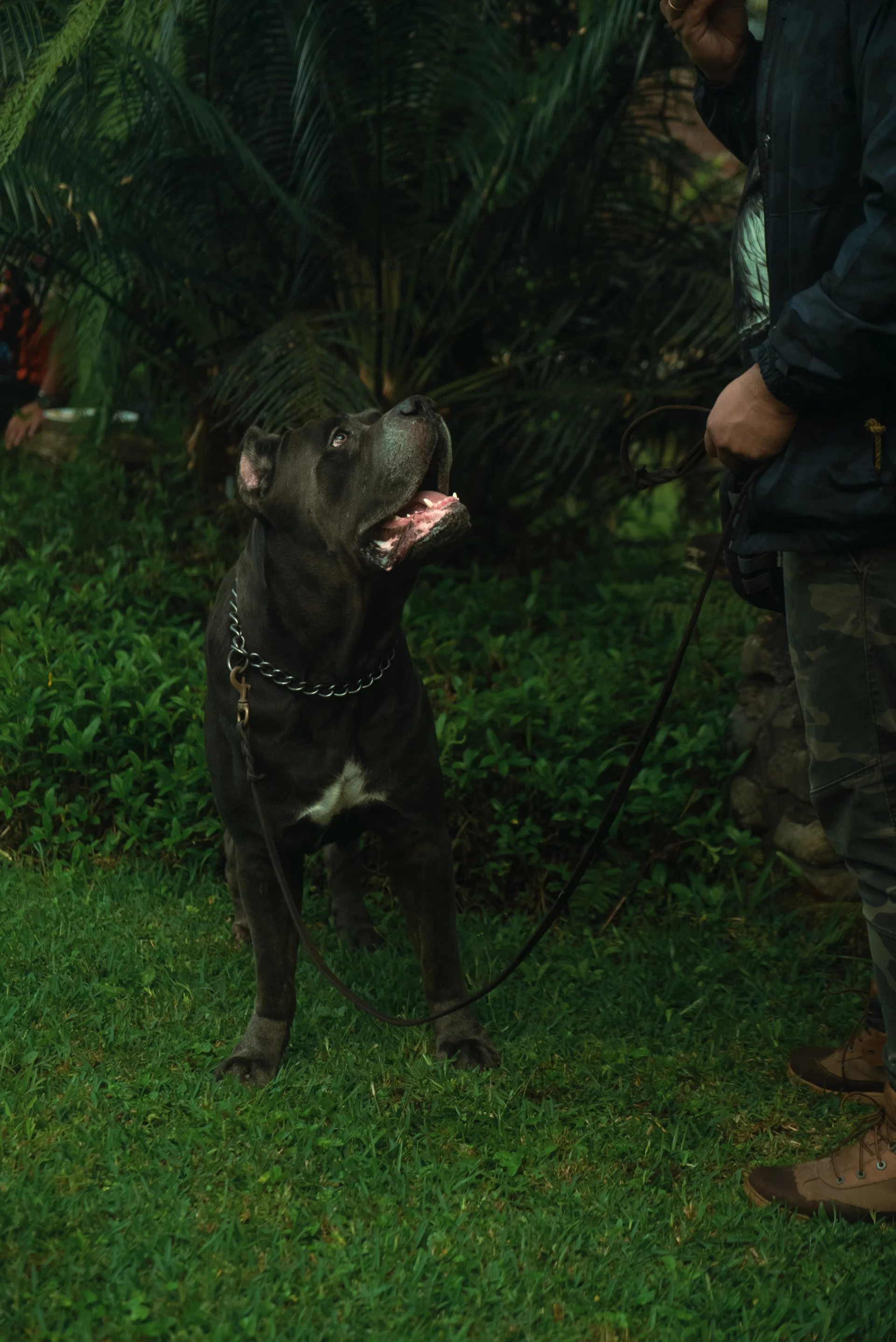 Cane Corso