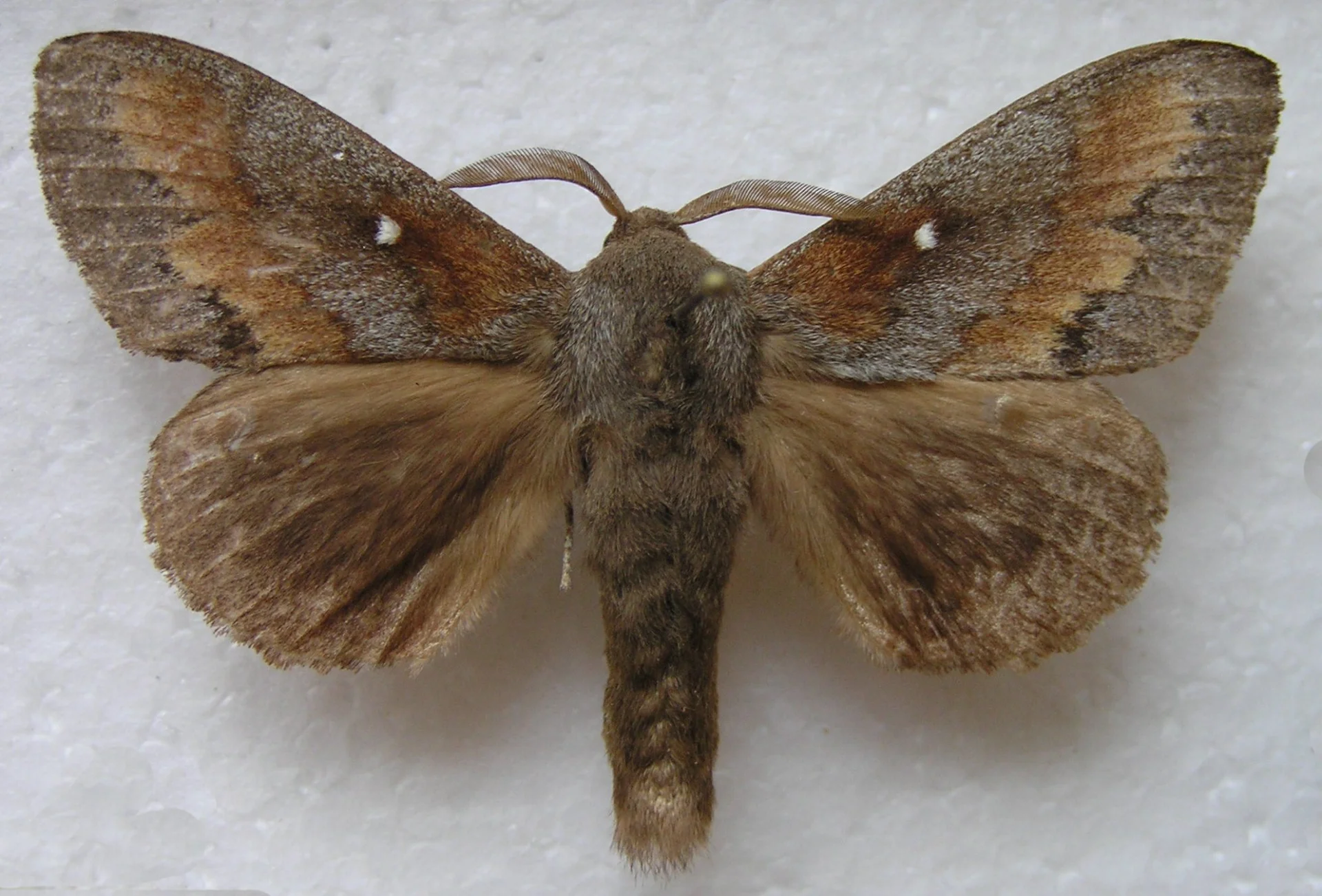 Barczatka sosnówka