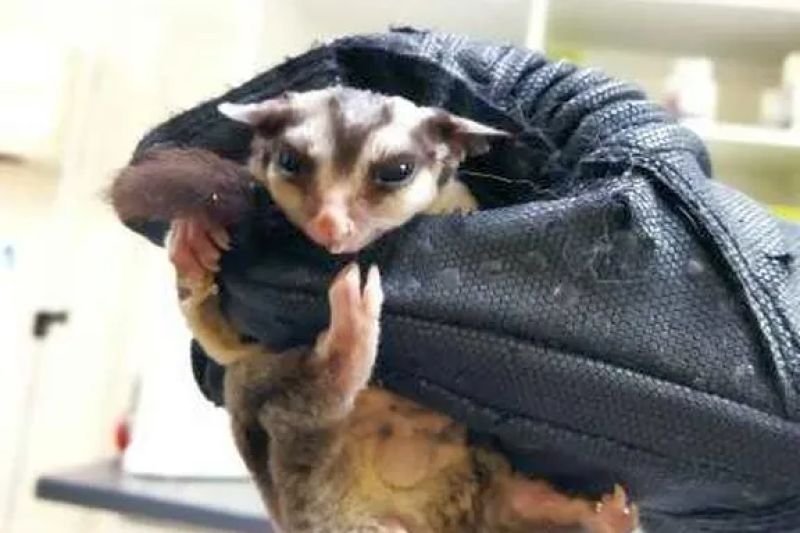 Lotołapanka – nietypowe odkrycie na warszawskim balkonie