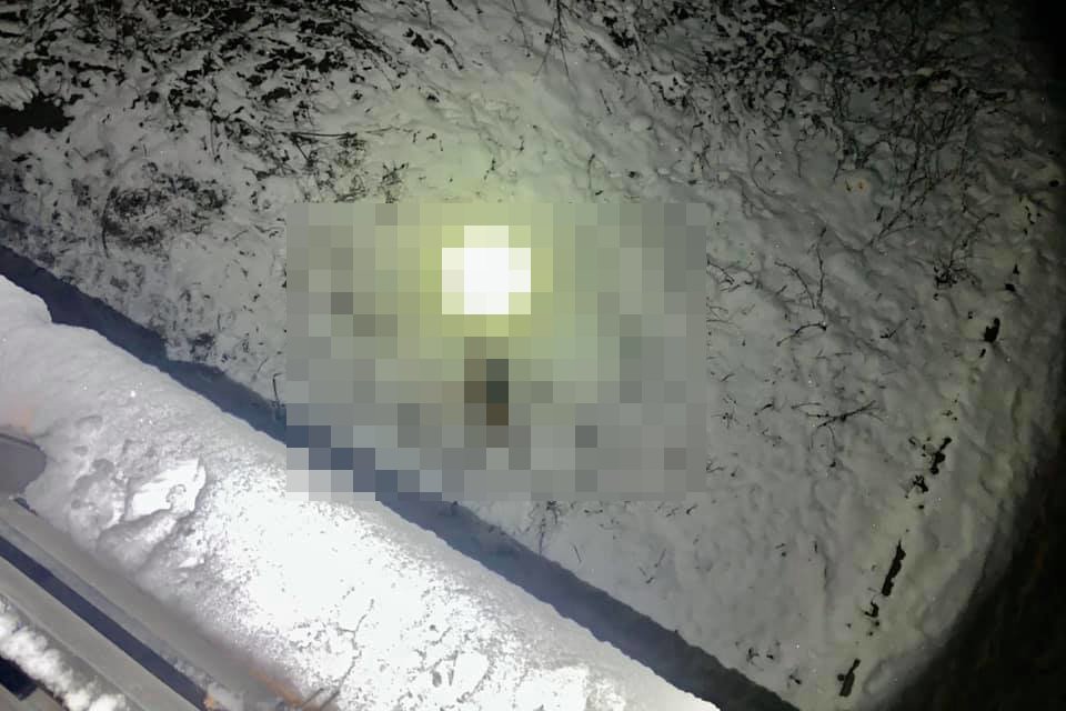 Ktoś zrzucił psa z wiaduktu kolejowego. Czworonóg nie przeżył upadku