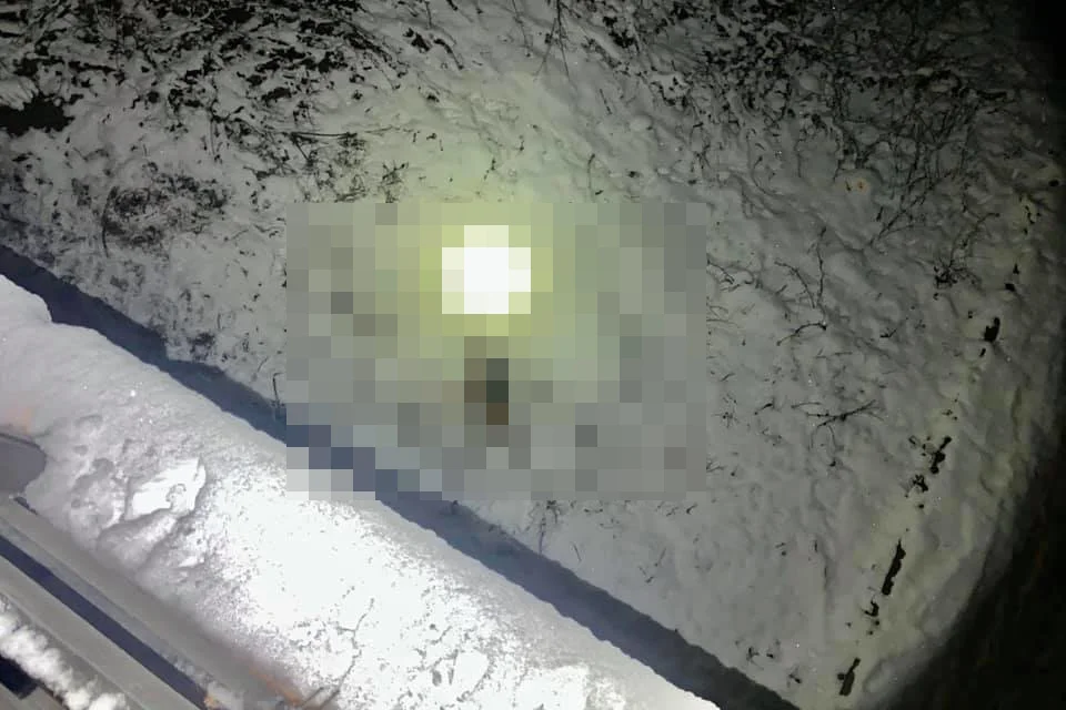 Ktoś zrzucił psa z wiaduktu kolejowego. Czworonóg nie przeżył upadku
