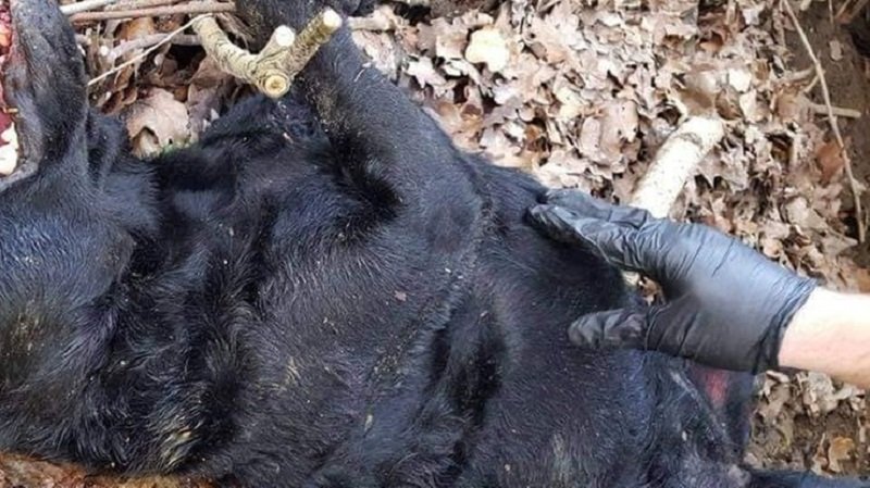 Marian F., który skatował labradora w Pilchowicach, spędzi w więzieniu 5 miesięcy.