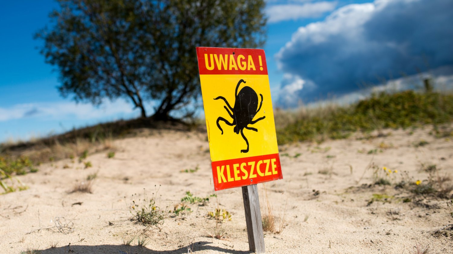 Jak skutecznie chronić się przed kleszczami? Podpowiadamy.