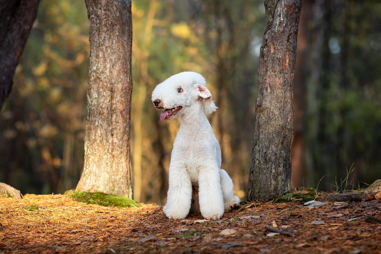 Bedlington terrier – jedna z najdziwniejszych ras na świecie