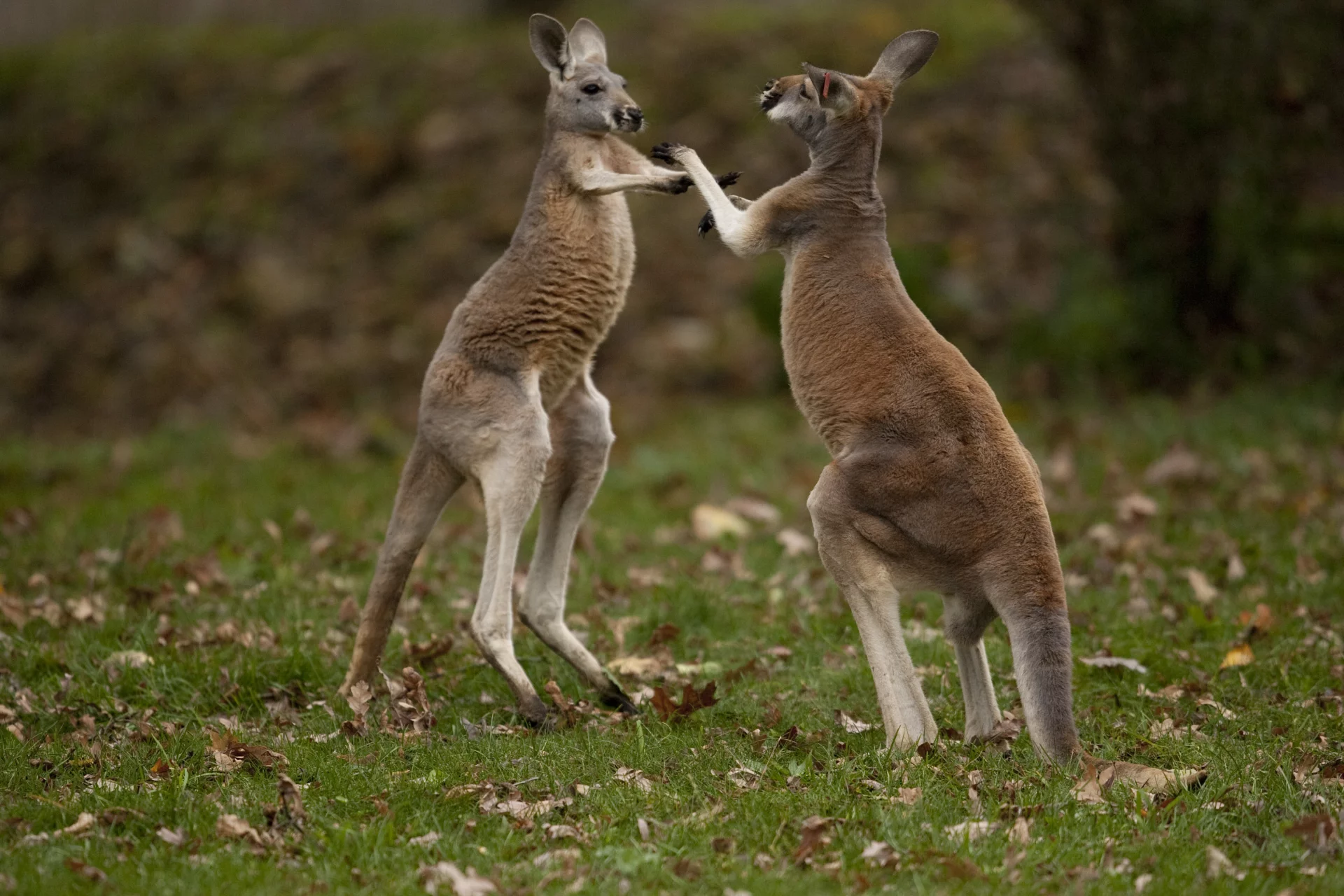 Kangury Kangury