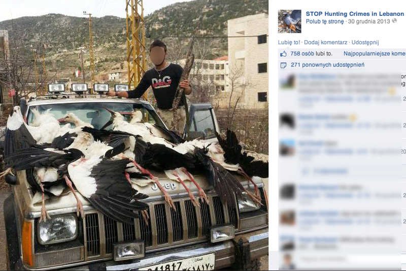 W Libanie masowo zabijają polskie bociany