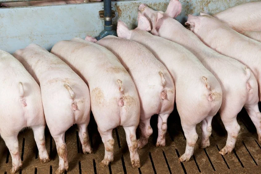 Karmienie prosiąt w tradycyjnej hodowli