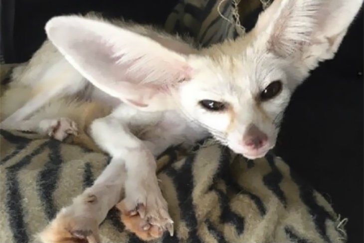 Weganka Sonia Sae doprowadziła do tragicznego stanu swojego liska.