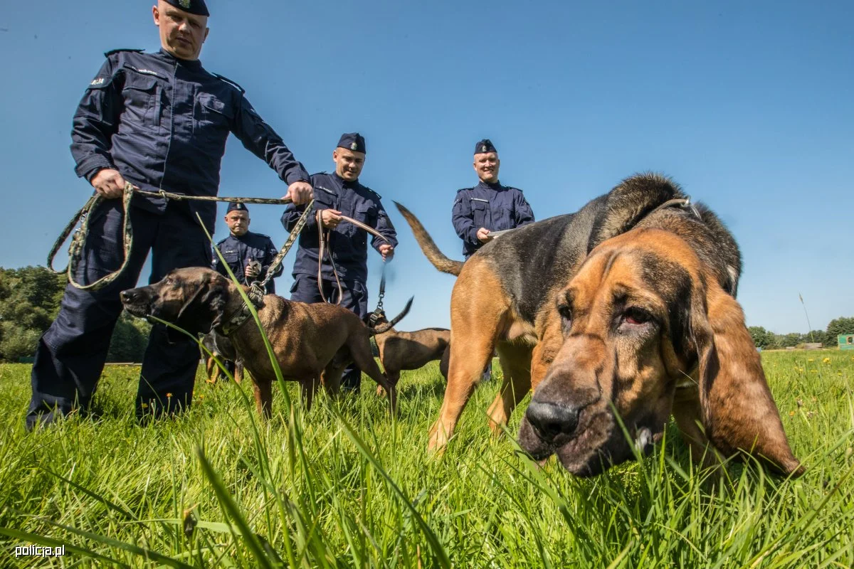 Bloodhound w polskiej policji Bloodhound w polskiej policji