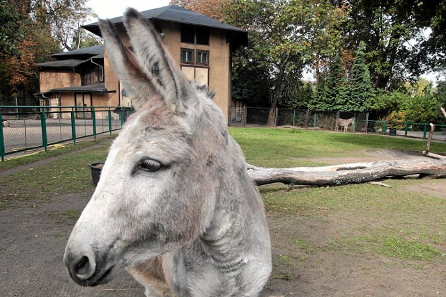 Radni PiS do poznańskiego ZOO chodzą po inspiracje do interpelacji. Osiołki, słoń, lamparty... Radni wiedzą, że za sympatycznymi pyszczkami kryją się niebezpieczne idee polityczne.