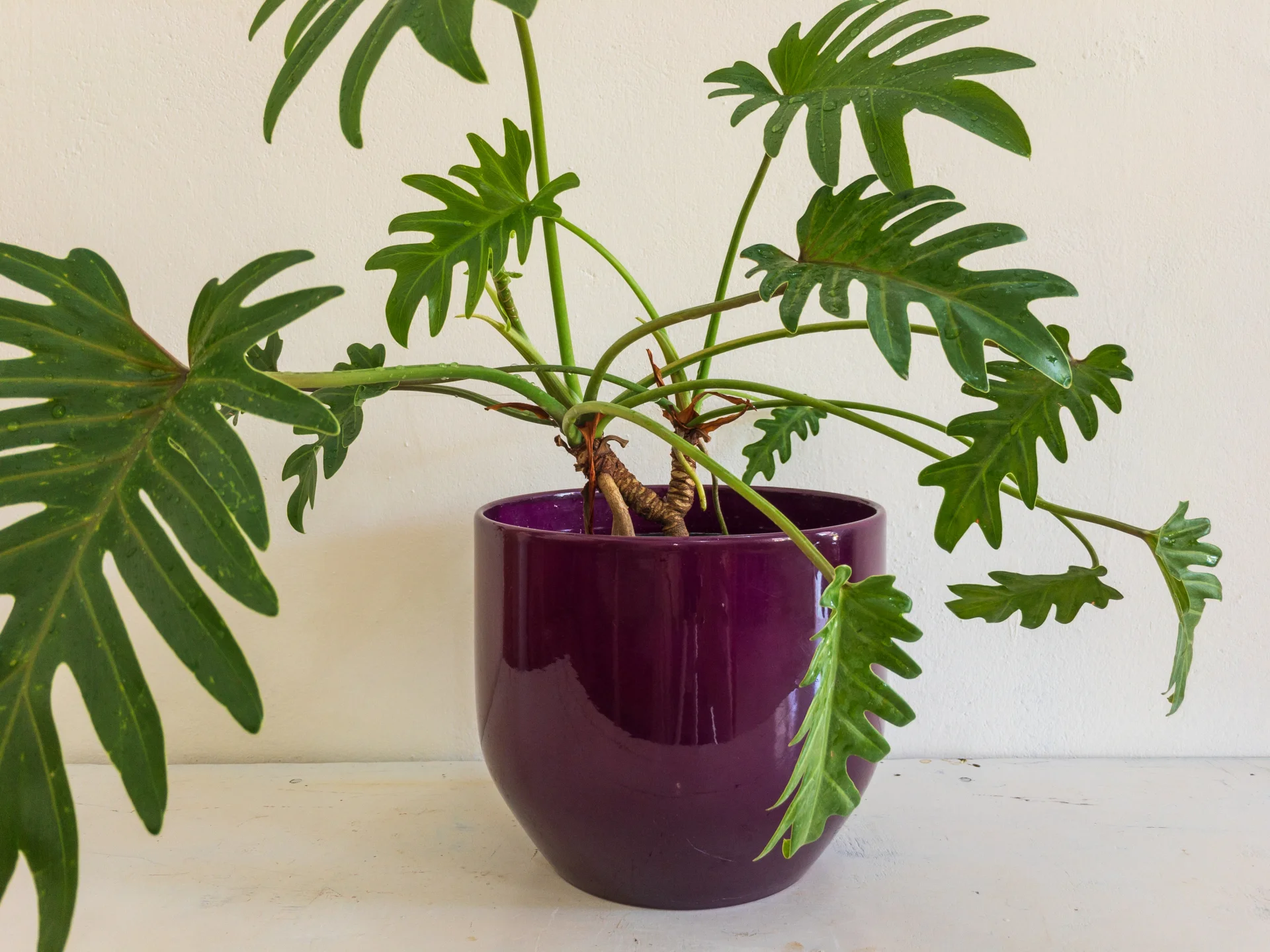 Filodendron